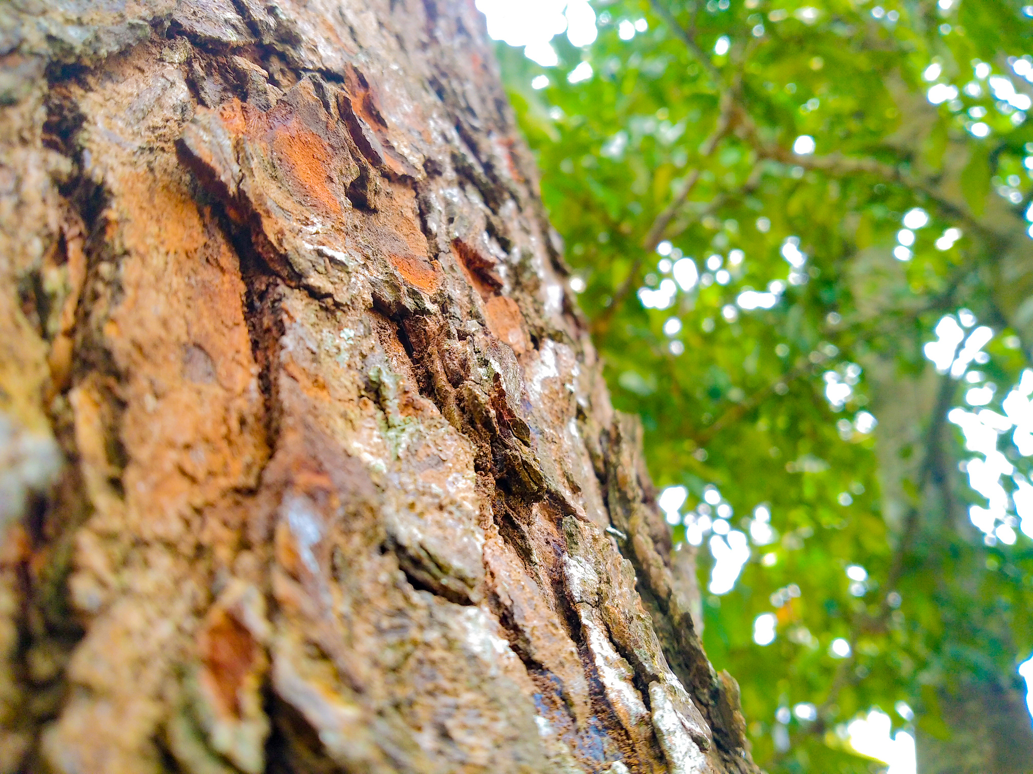 Mahogany tree bark texture